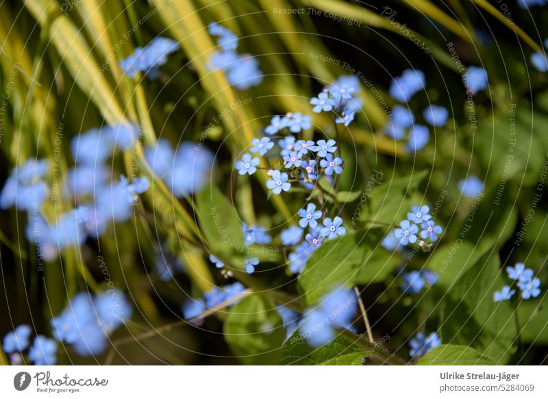 Caucasus forget-me-not with floating blue flowers | Spring Awakening III blossoms Blue light blue Green Bright green Delicate delicate blossoms Blossoming