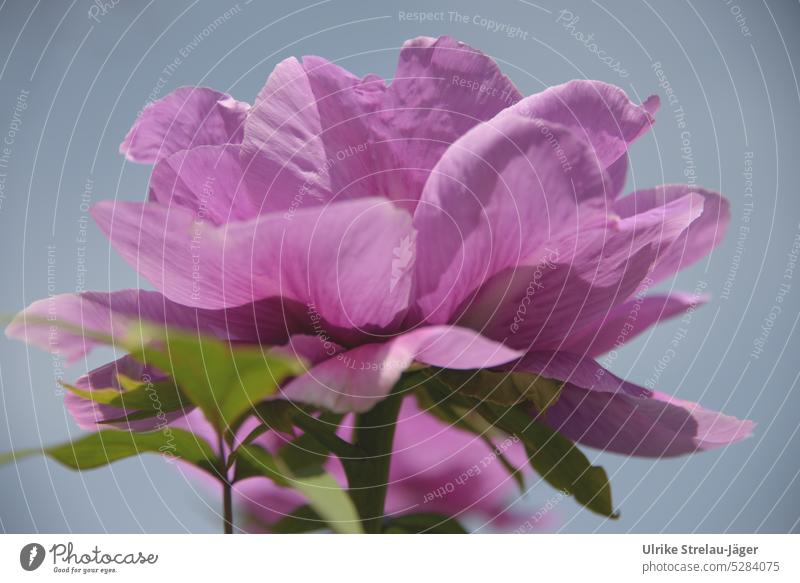 Paeonia | pink flower of shrub peony |spring awakening II Peony Blossom Spring Close-up Blossom leave petals Pink Plant Blossoming Detail Delicate Spring fever