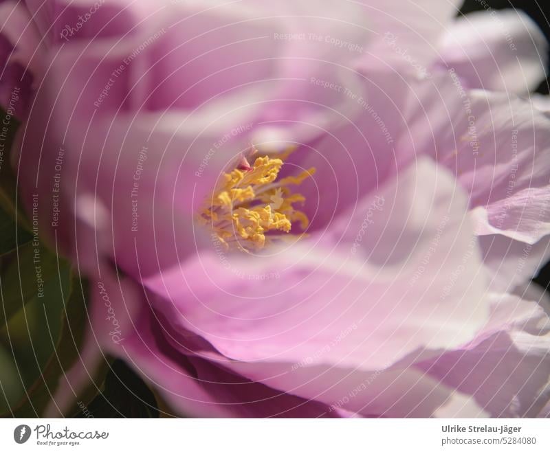 Paeonia | pink flower of shrub peony |spring awakening IV Peony Blossom Spring Close-up Blossom leave petals Pink Yellow Stamen Plant Blossoming Detail Delicate
