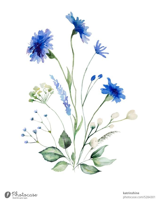 Watercolor blue cornflowers and wildflowers bouquet, summer wedding isolated illustration Botanical Centaurea cyanus Colorful Decoration Drawing Element Garden