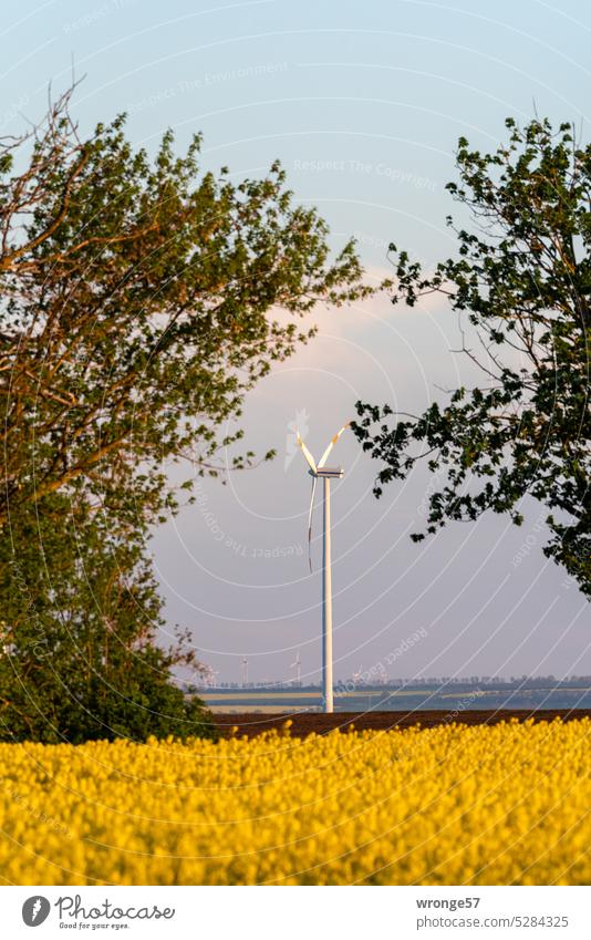 A wind turbine behind a blooming rapeseed field Pinwheel Wind energy plant Renewable energy Energy industry Electricity wind power Technology Climate change