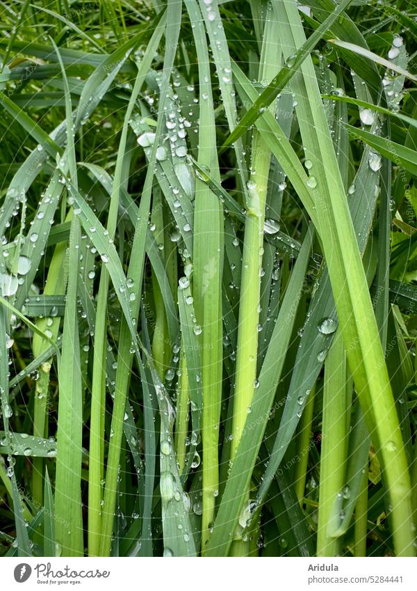 Water drops | grasses after the rain Drop Rain raindrops Wet Drops of water Close-up Nature Detail Glittering Meadow Green Grass Blade of grass blade of grass