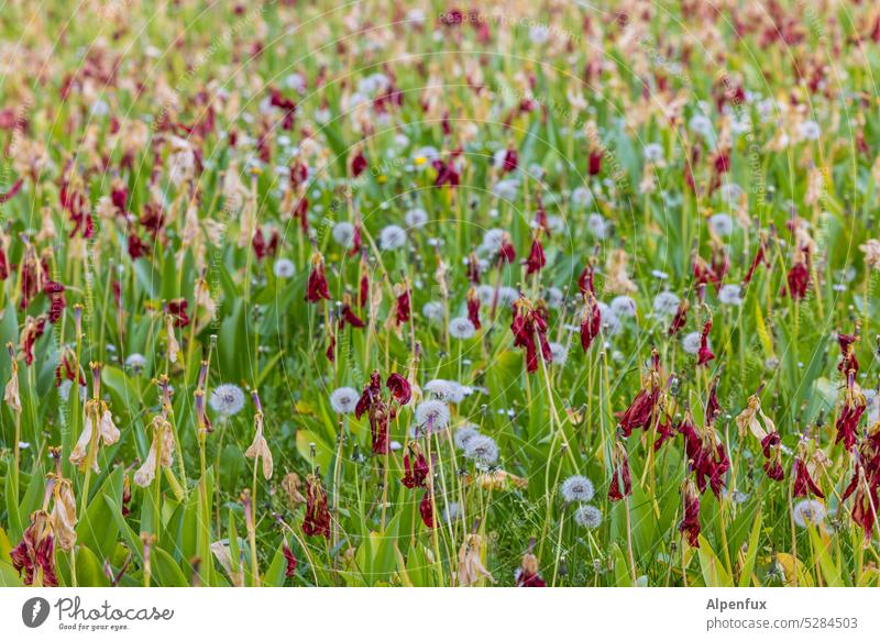 MainFux | Blossomed tulips Faded Spring Flower Tulip dandelion Dandelion Dandelion field Plant Nature Green Meadow Exterior shot Blossoming flowers Day