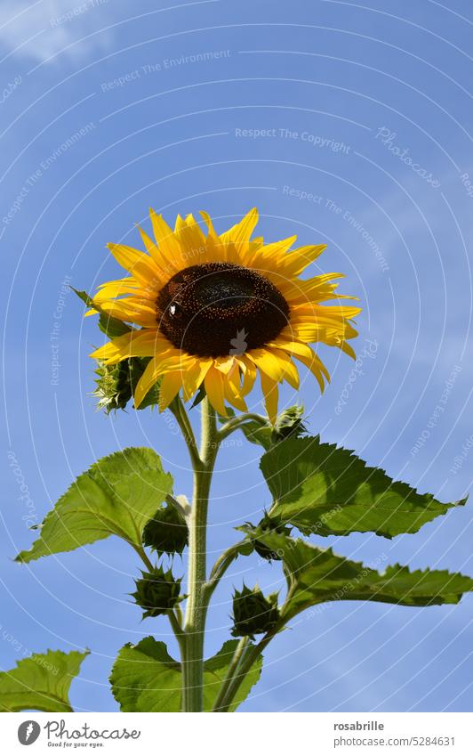 Frog perspective | Sunflower Summer Flower Large Sky Yellow Blossom Nature Plant Blossoming Garden Agricultural crop luminescent Growth Size wax into the sky
