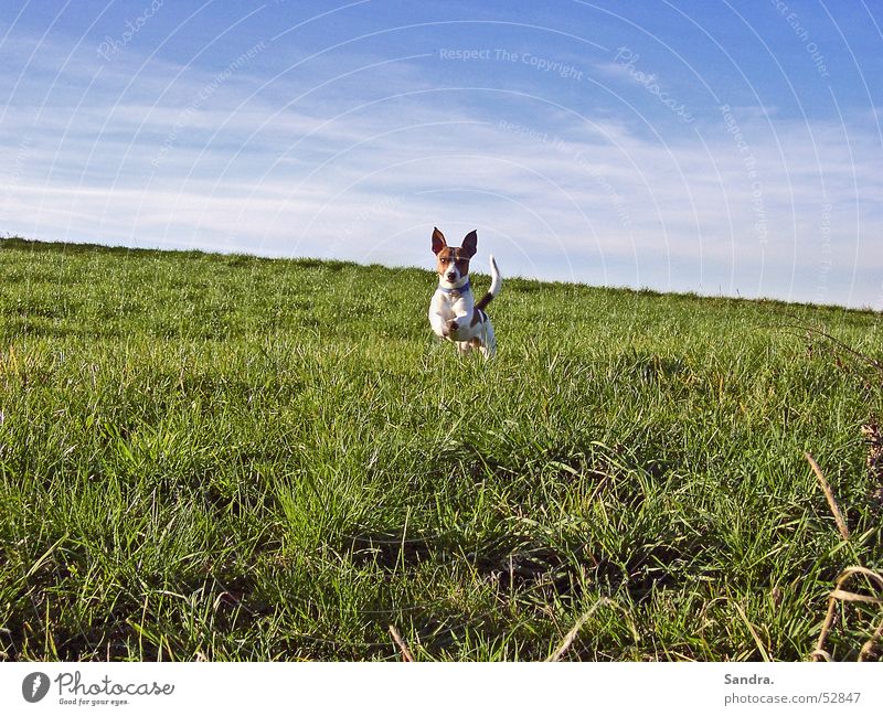 Away? Dog Meadow Jump Sky Walking Running jack russel