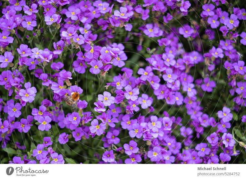 Find the bumblebee (plant = blue pillow, Aubrieta) Bumble bee Bumblebee on blossom covert Nectar amass Blossom Nature Insect Garden Plant blue cushion Blue Many