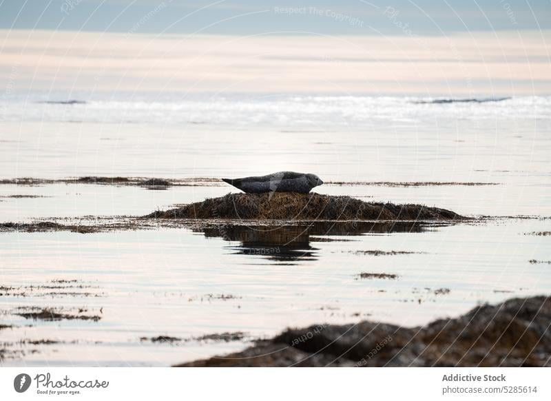 Seal swimming in sea scenery seascape seal picturesque water nature animal ripple environment wildlife scenic high landscape rock sky aqua cliff formation bay