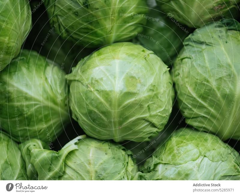 Green cabbage with fresh leaves harvest vegetable green background countryside agriculture organic summer season ripe plant natural garden rural nature farm