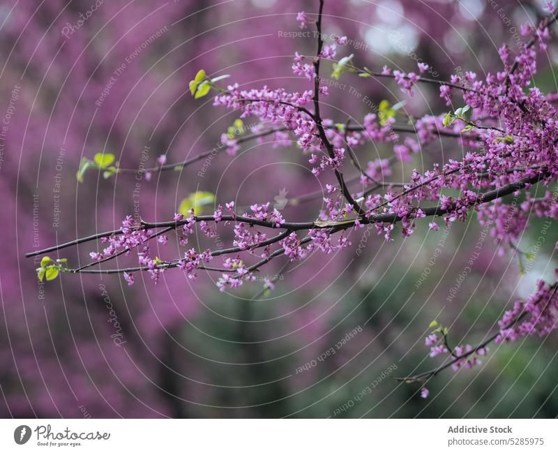 Branch with blooming flowers in nature chinese purple tree spring branch blossom garden plant flora delicate fresh botany bright fragile park growth twig petal