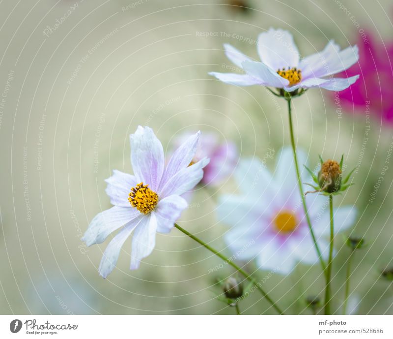 cosmos Nature Plant Summer Autumn Flower Blossom Cosmos Green Pink White Colour photo Deserted Morning