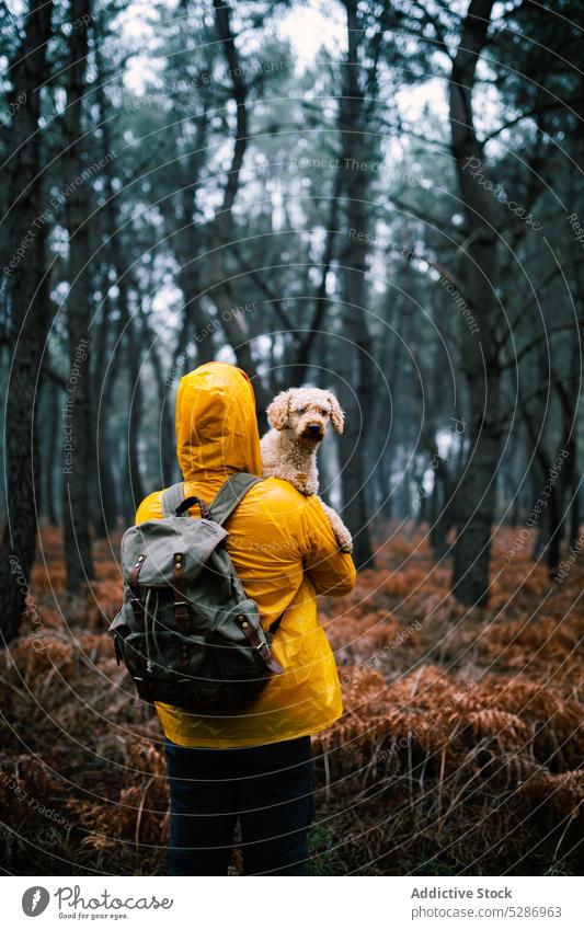 Owner holding small dog in woods in fall tourist owner puppy forest path tree pet pathway autumn woodland explore overcast footpath weather scenery road