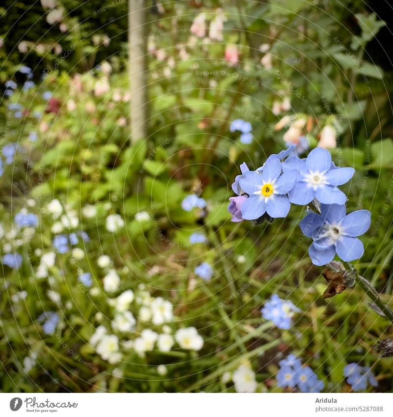 Forget-me-not in the spring bed flowers Spring Garden Garden Bed (Horticulture) blossom spring flowers blurriness Blue romantic Cute Delicate Wild wax