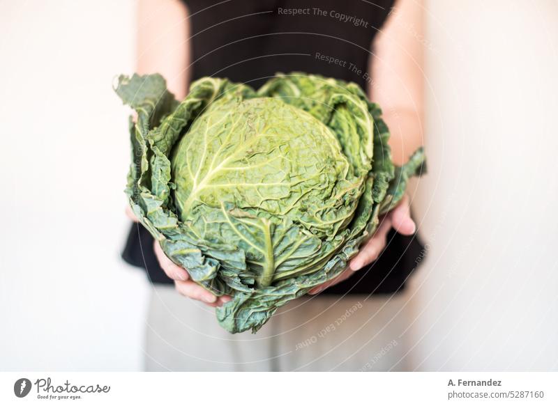 A woman holding an organically grown green cabbage. Concept of healthy consumption of vegetables. Eat seasonal vegetables. Cabbage Cabbage leaves Organic