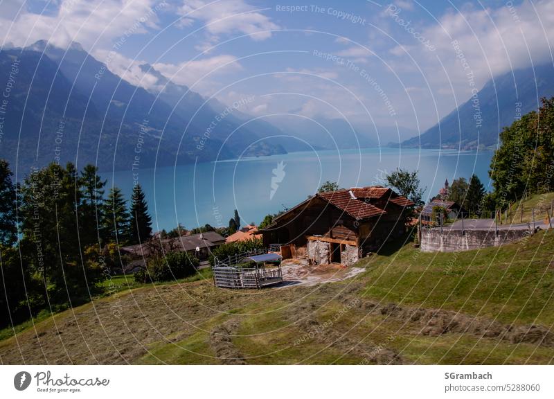 View of lake Brienz with farm in foreground in canton Bern Vantage point outlook enjoying the view Mountain mountains Lake Nature Exterior shot