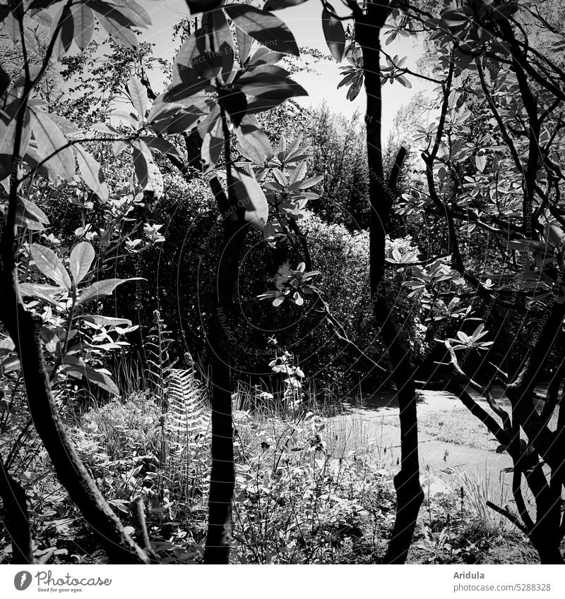 Rhododendron, hedge and co. in b/w Rhododendrom Hedge shrub grasses Fern leaves twigs branches Nature Twigs and branches Tree Exterior shot Plant Light Sun
