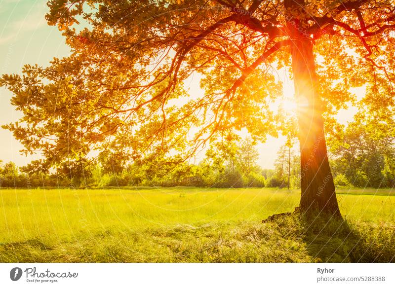 Autumn Fall Sunlight Sunshine Through Oak Forest Tree And Grass. Sunny Nature Wood Sunlight Background. autumn beautiful beauty bright color countryside