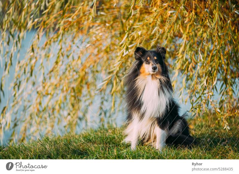 Tricolor Rough Collie, Funny Scottish Collie, Long-haired Collie, English Collie, Lassie Dog Sitting Outdoors In Summer Day. Portrait Colley Long-Haired Collie