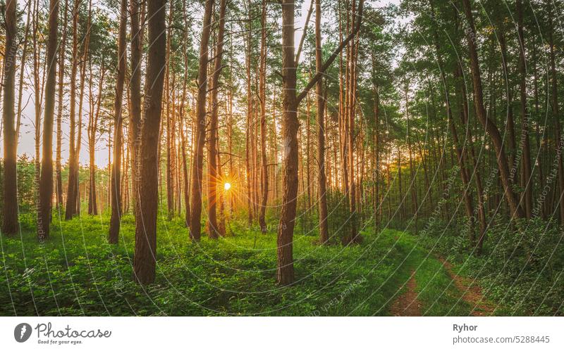 Road, Path, Walkway Through Sunny Forest. Sunset Sunrise In Summer Coniferous Forest Trees. Pine Trunks Woods In Peaceful Landscape road nature summer pine