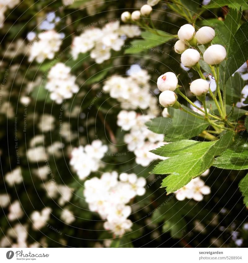 Innocence from the country Spring White Flower Blossom Nature Environment fauna Plant Green Close-up pretty Colour photo Garden naturally Exterior shot
