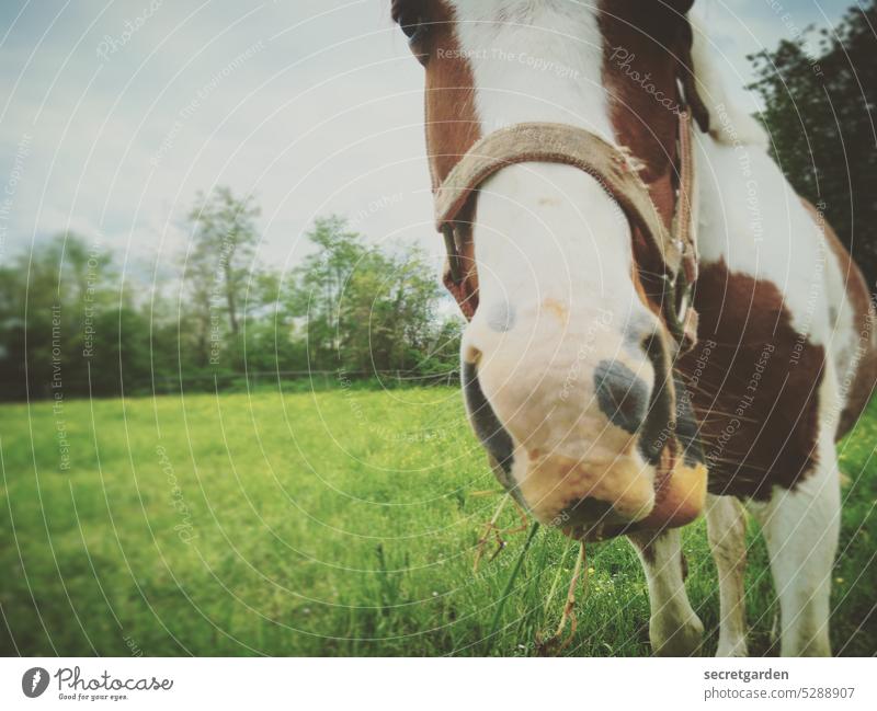 Free according to the nose Horse Meadow Idyll Chew stink Fragrance Horse romance Muzzle Grass Green Brown Animal Humor Funny kind sniff Nature Exterior shot