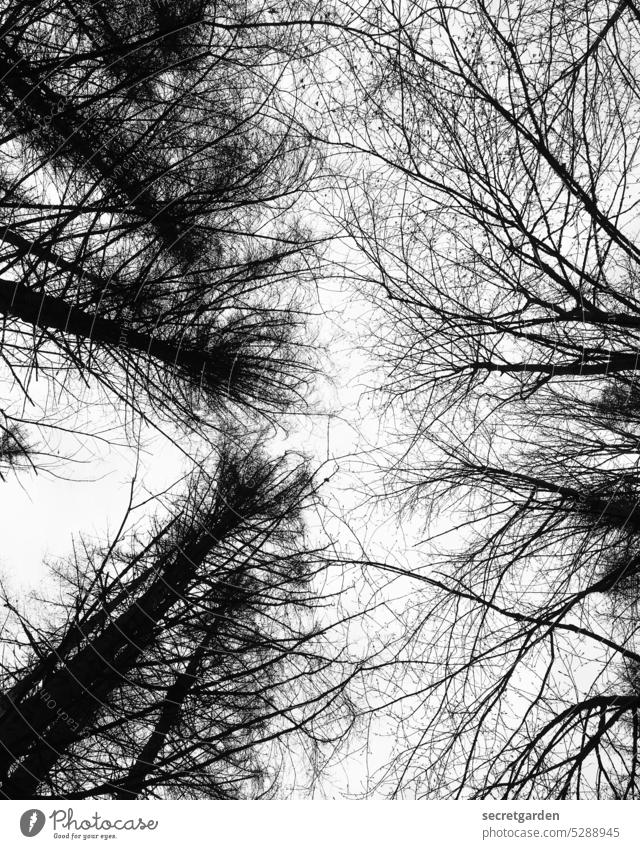 From out of the forest I come, I tell you, it's very Christmassy. Forest Ghosts Creepy Black & white photo Above Under Tall trees Tree Environment Sky Nature