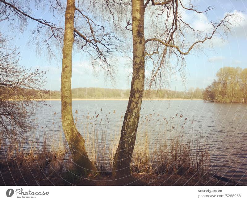 beautiful views Tree out Nature Nature reserve Experiencing nature Lake To go for a walk Birch tree Spring fever Day sunny pretty Calm relax relaxation bank