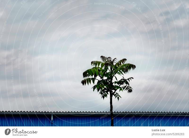 A god tree stretches into a cloudy sky in front of a blue industrial hall tree of the gods neophyte Ghetto Palm Rubble tree Lonely Direct Ambitious Tree Green
