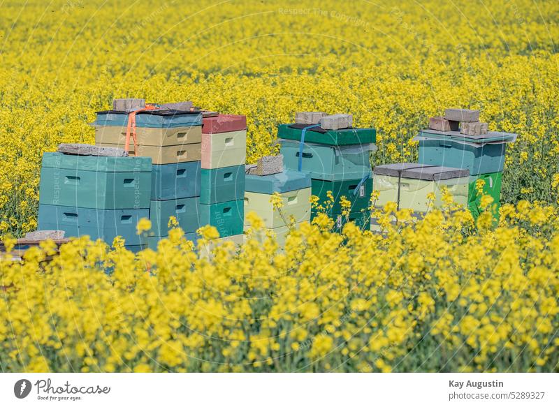 Honey bees at the field for rapeseed flowering Beehive Honeybees bee colony Bee-keeper at the rape field Bee colonies Nectar Farmer wild bees Canola