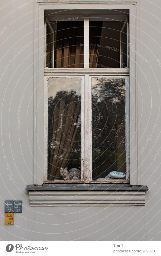 Cat at the window Window Berlin Middle Downtown Berlin Capital city Town City Architecture Exterior shot Deserted Building Berlin Centre Manmade structures