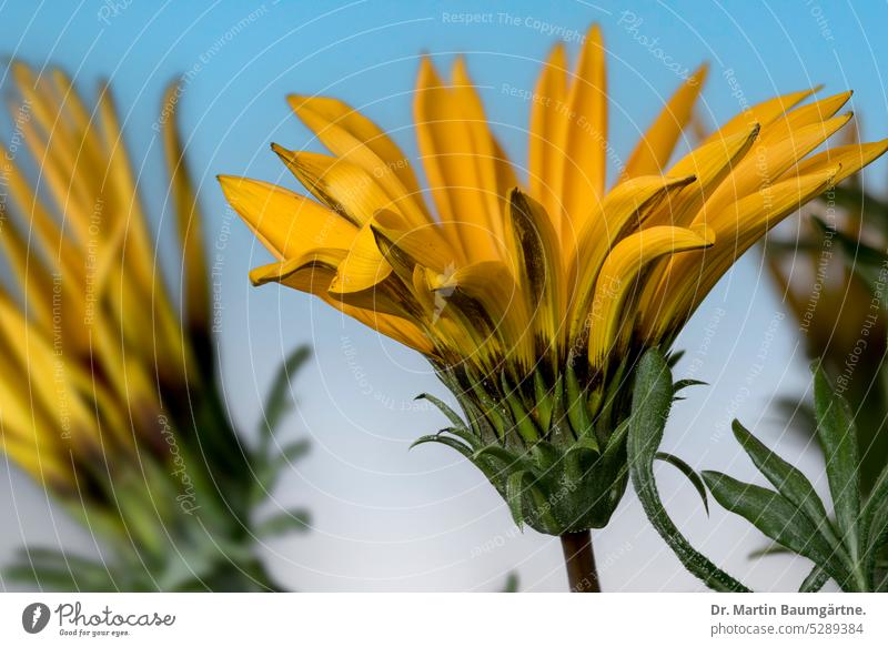 Inflorescences of Gazania rigens, gazania, midday gold Midday Gold inflorescence inflorescences blossom from South Africa summer flower not hardy composite