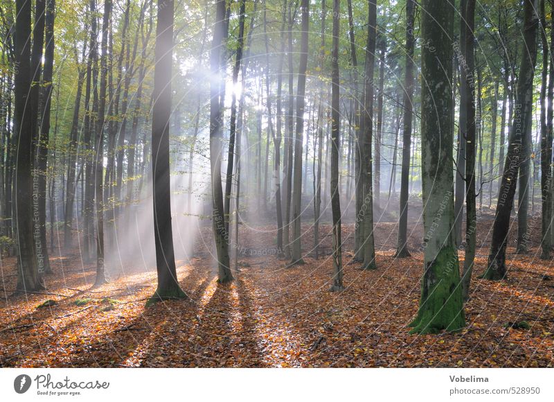 Sunbeams in the forest Nature Landscape Sunlight Autumn Fog Tree Forest Blue Brown Green White Moody Hope Belief Sadness Beam of light sunny Autumnal