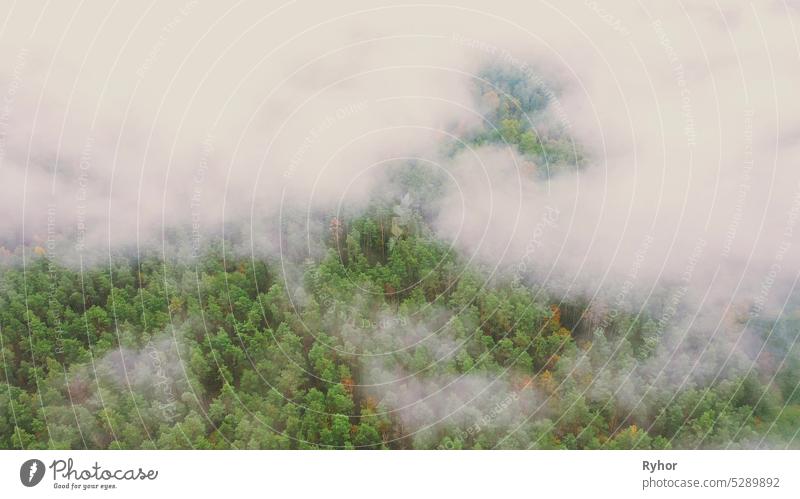 Clouds Moving Above Autumn Pine Forest. Aerial View 4K Flight Above Amazing Misty Forest Landscape. Scenic View Of Autumn Foggy Morning In Misty Forest Park Woods. Nature Elevated View
