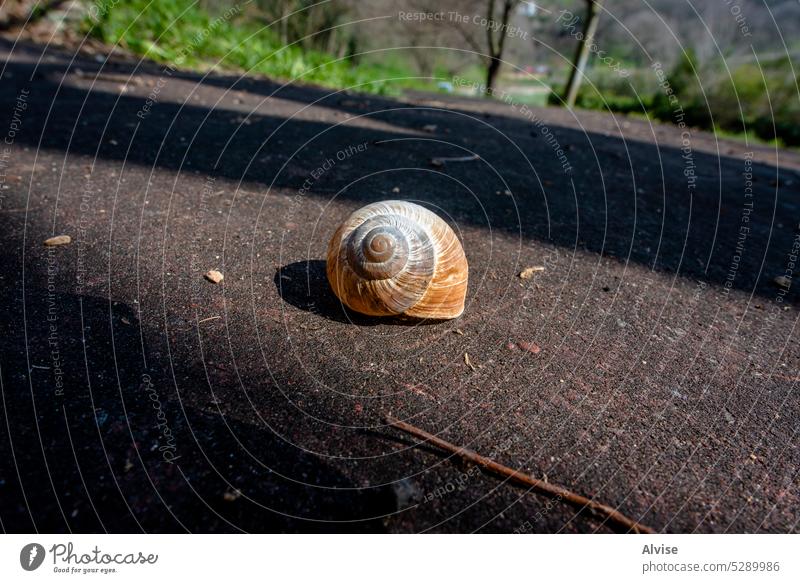 2023 03 05 Lonigo empty shell 1 brown nature natural background snail white closeup food animal macro summer sea isolated mollusk object garden spiral design