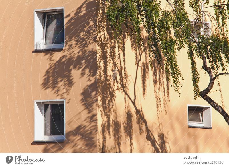 Corner house with birch tree Apartment Building dwell daily life urban Administration Suburb Tourism scenery Scene City trip city district street photography