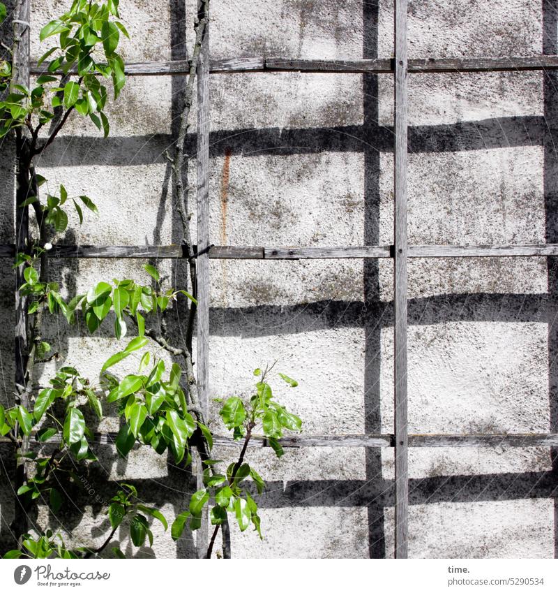 MainFux | Climbing Wall rank assistance Wooden rack Wall (building) Wall (barrier) sunny Shadow Plant climbing plant Growth wooden grid Climbing lattice Nature