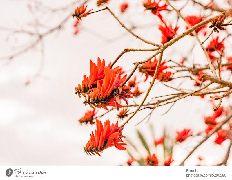 Orange red flowers on a tree without leaves Nature Spring Blossom exotic plants Twigs and branches