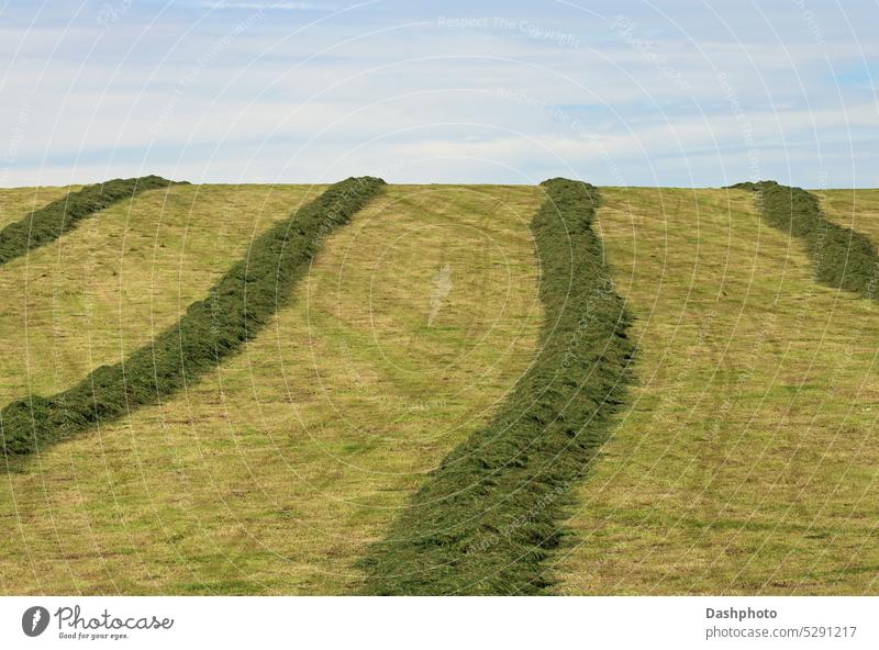 Cut Grass Drying in a Country Farm Field grass field field grass agriculture green brown plant crop farm farming mown hill hilly gradient sky blue clouds