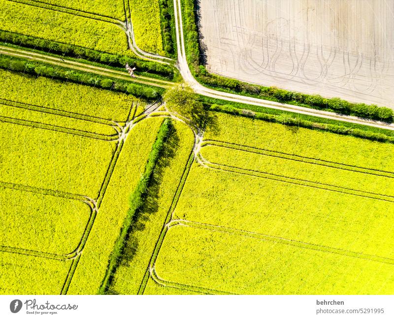 departed | leaving traces Green Nature Blossoming Plant Agricultural crop Oilseed rape cultivation Oilseed rape flower Yellow Light green Spring Bird's-eye view