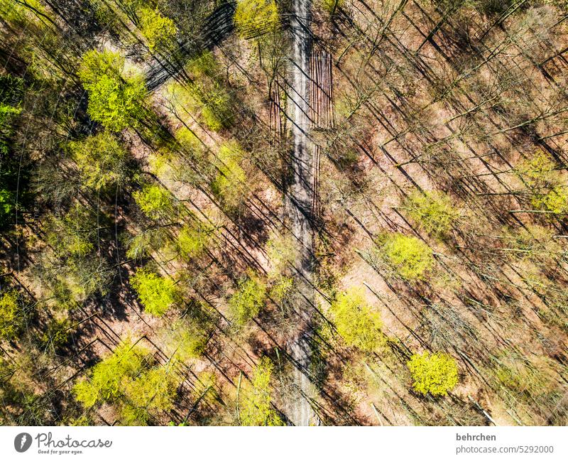 parallel world | the world from above Light green leaves Spring Tree trunk tree trunks Shadow Bird's-eye view from on high drone Sunlight Branches and twigs