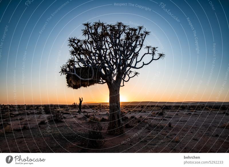 soloist Kokerboom tree Tree Exceptional Namib desert Sunrise Dream Hope Idyll Dark romantic Fantastic beautifully silent Twilight Sunlight Namibia Africa Desert