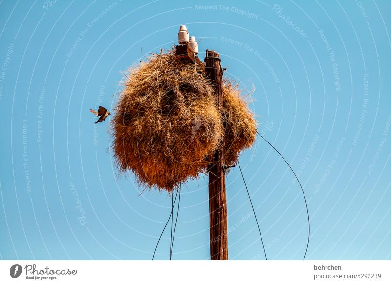 the needle in the haystack | looking for an apartment siedelweber Nest-building Animal protection Love of animals Exterior shot Animal portrait Wild animal