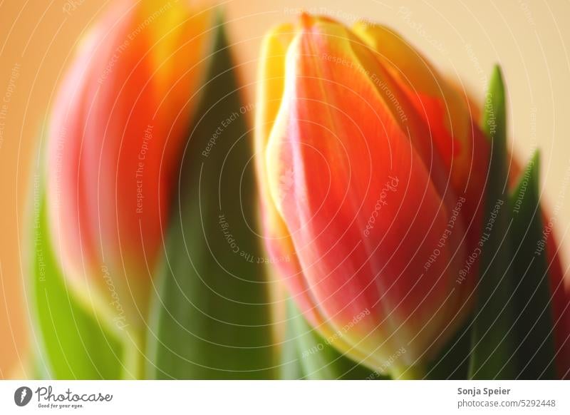 Two tulips as macro photo. Still life. Colors red, yellow and green. Tulip inboard Flower flowery Summer Spring Red Yellow Green Blossom Plant Tulip blossom