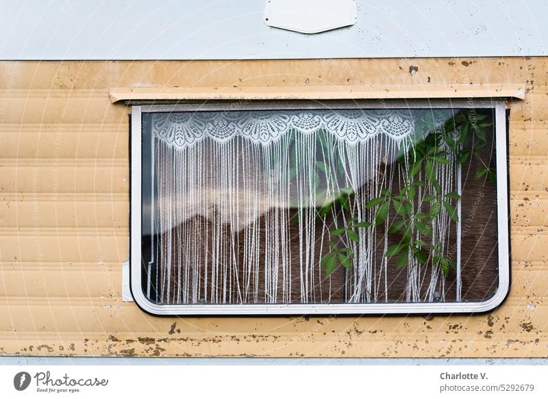 Mainfux | Homey caravan window Window Caravan Caravan window Curtain Camping Retro Living or residing Old Plant behind the pane Lifestyle Mobile home Insight