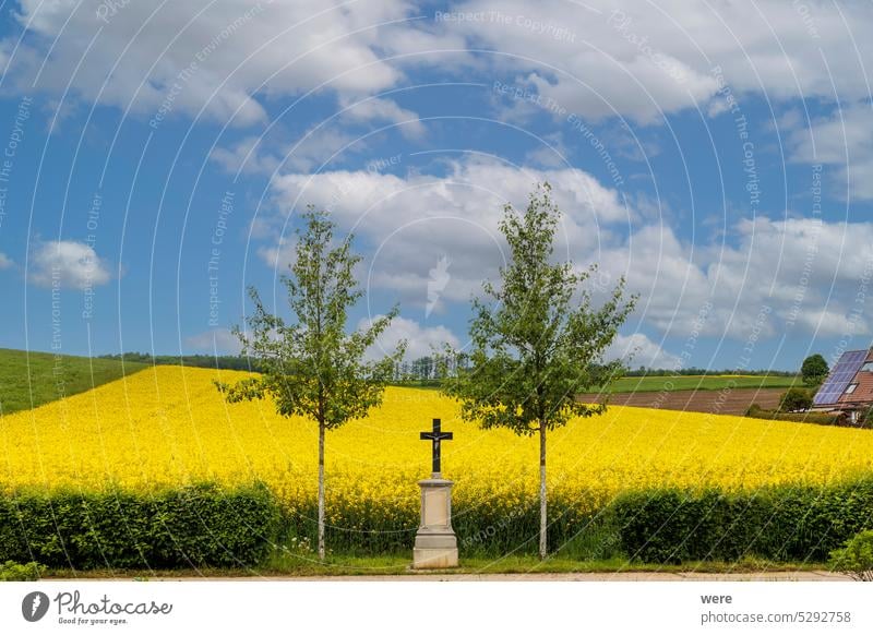 A field cross between two trees in front of a yellow blooming rape field under a blue sky in the western forests near Augsburg Blossoms Schmuttertal biotope