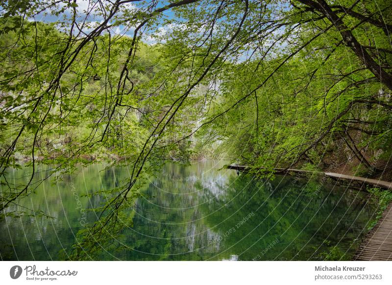 a winding wooden path, on a lake (Plitvice) branches hang in the lake, spring green, trees reflected in the water relaxation To go for a walk find peace Nature