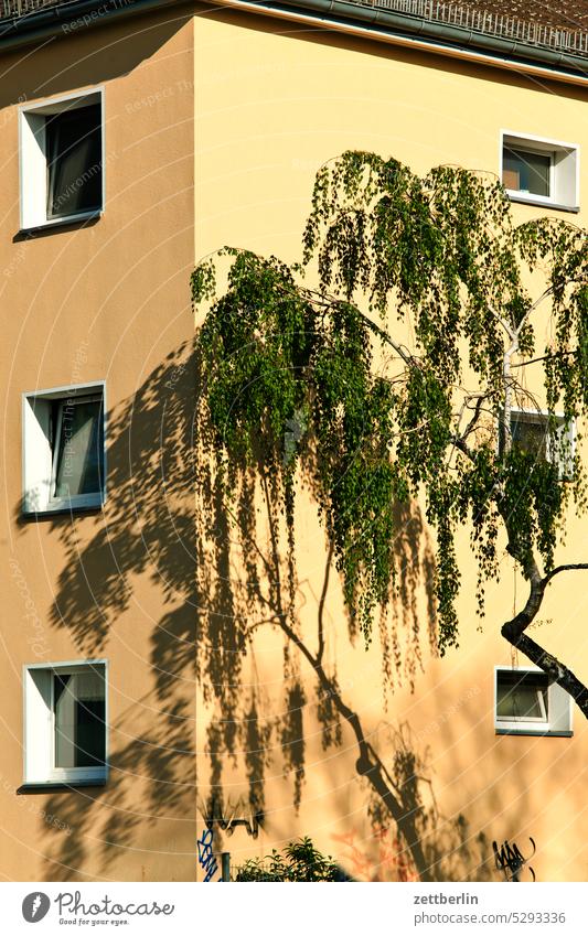Corner house with birch tree Architecture Berlin Office city Germany Facade Window Worm's-eye view Building Capital city House (Residential Structure) High-rise