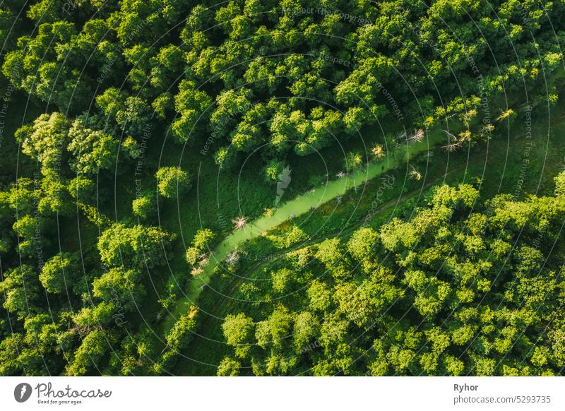 Belarus. Aerial View Of Green Small Bog Marsh Swamp Wetland In Green Forest Landscape In Summer Day. High Attitude View. Forest Lane In Bird's Eye View aerial