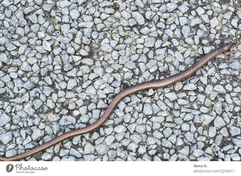 A slow worm meanders across the gravel and basks on the warm stones Slow worm anguis fragilis Reptiles Saurians lizard species Animal Nature Domestic Stone