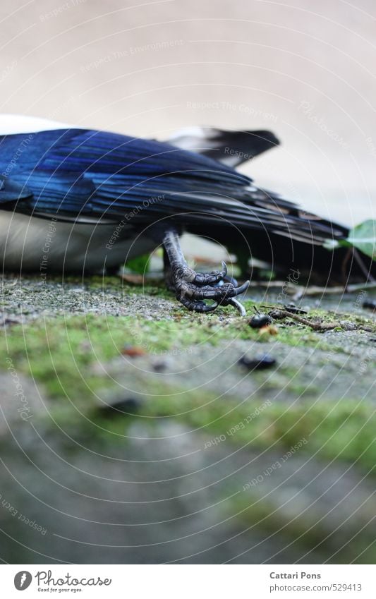 drain away Animal Wild animal Dead animal Bird Wing Claw Black-billed magpie Passerine bird Animal foot Authentic Blue Death Feather Transience Paradise Pain