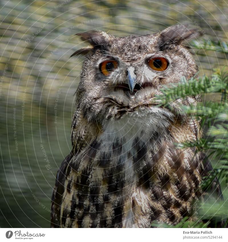 beautiful eagle owl from front with opened beak Endangered species largest Macro (Extreme close-up) Bird bird protection macro photography Large